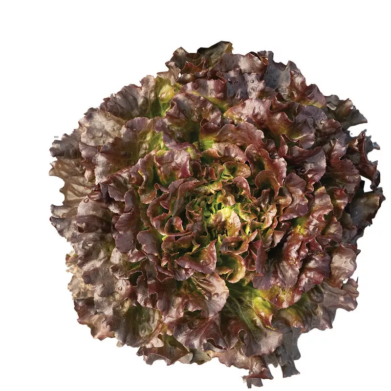 Salanova Hydroponic Red Batavia