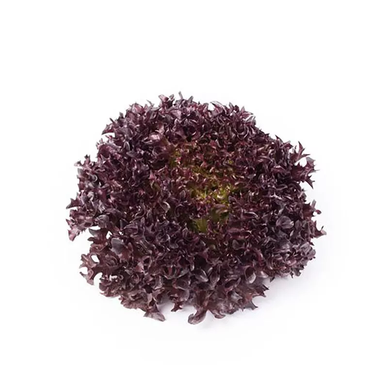 Salanova Hydroponic Red Sweet Crisp
