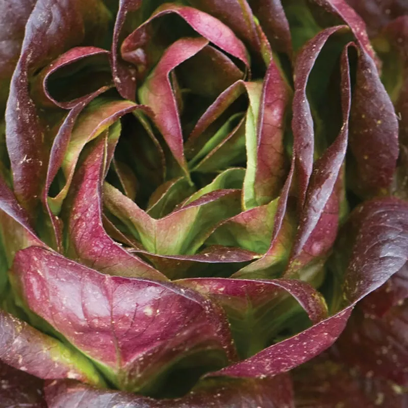 Salanova Red Butter