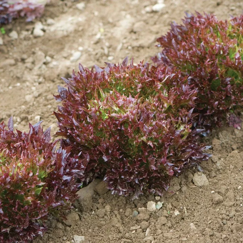 Salanova Red Sweet Crisp