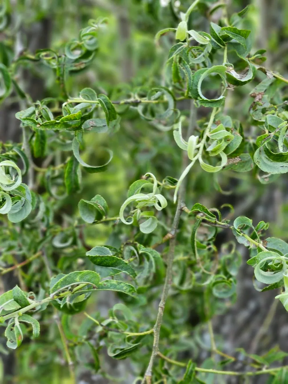 Salix babylonica ‘Crispa’ | ramshorn willow