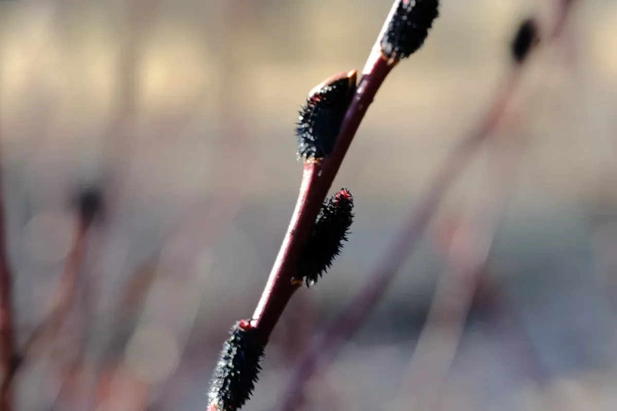 Salix gracilistyla ‘Melanostachys’ | black pussy willow