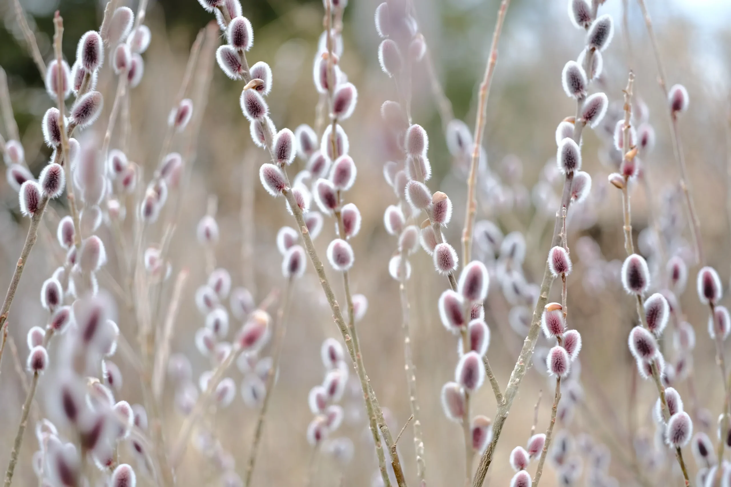 Salix gracilistyla ‘Mount Aso’ | pink pussy willow