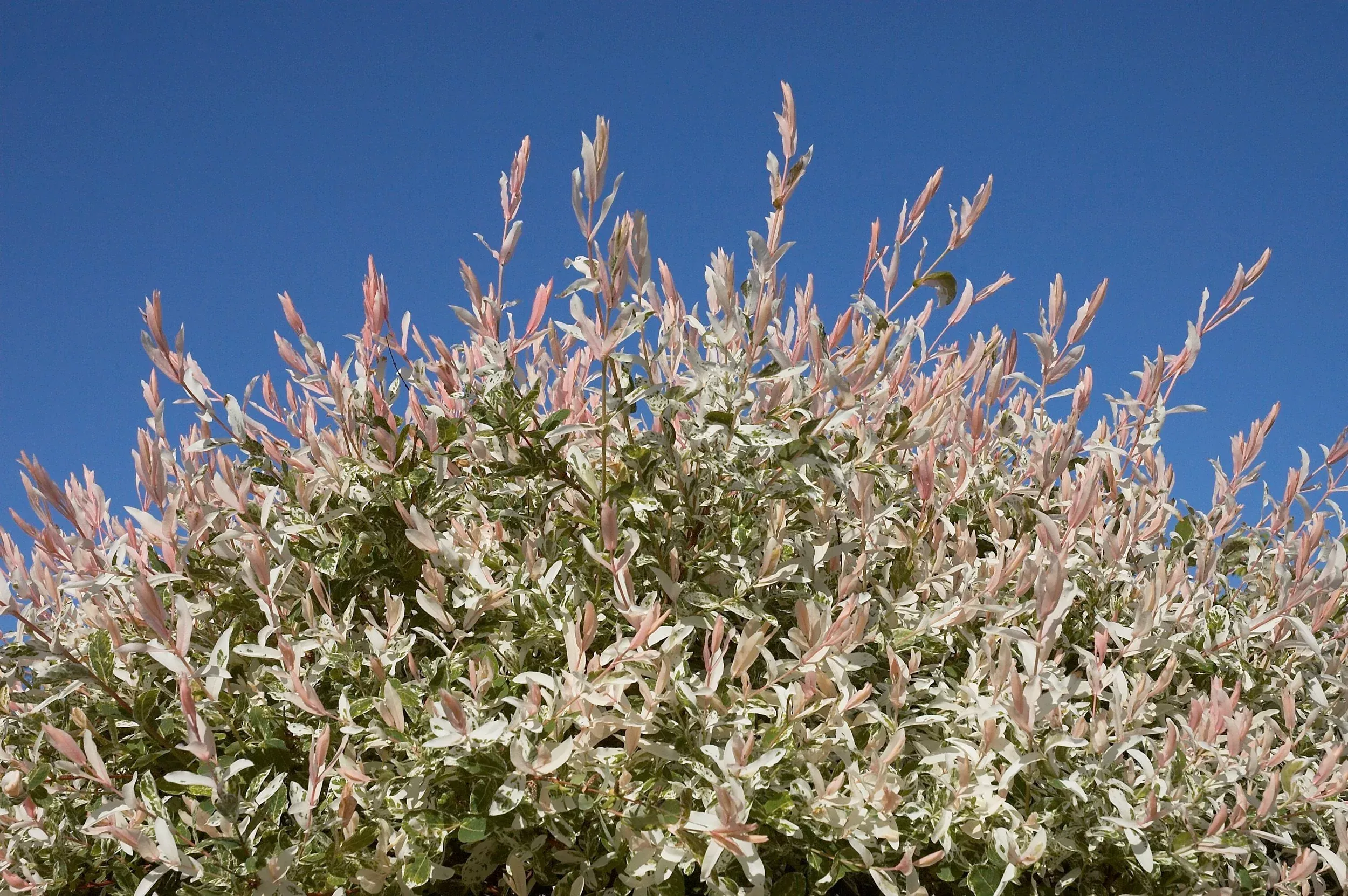 Salix integra ‘Hakuro-Nishiki’ | dappled willow