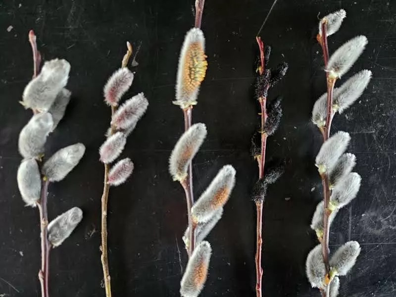 Salix irrorata ‘Violet Beauty’ | bluestem willow