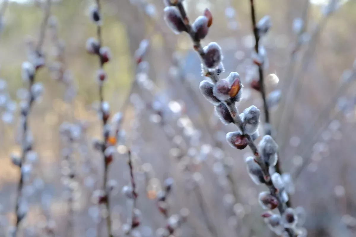 Salix x leucopithecia 'Rabbit's Foot' | rabbit's foot willow