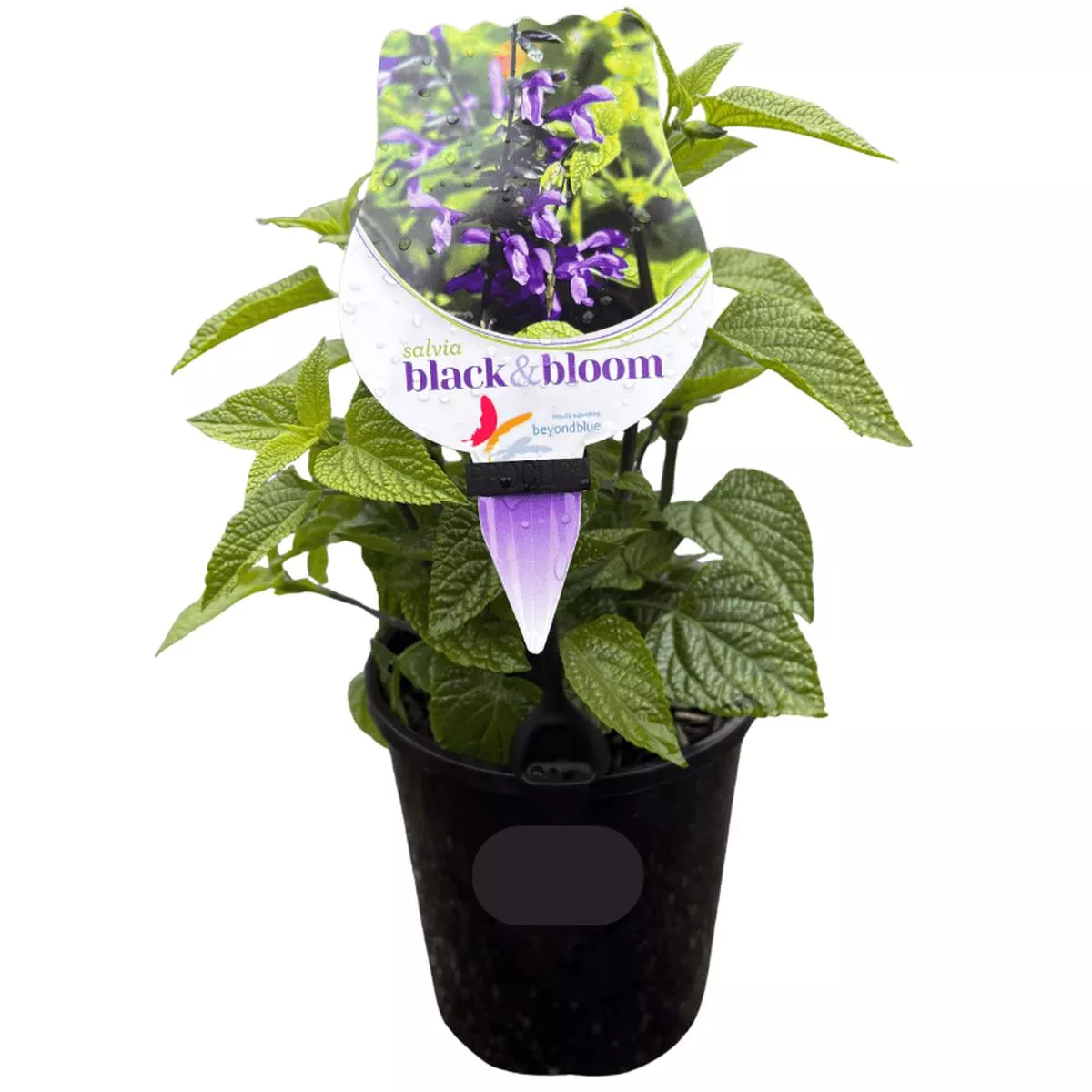 Salvia Black & Bloom 14cm