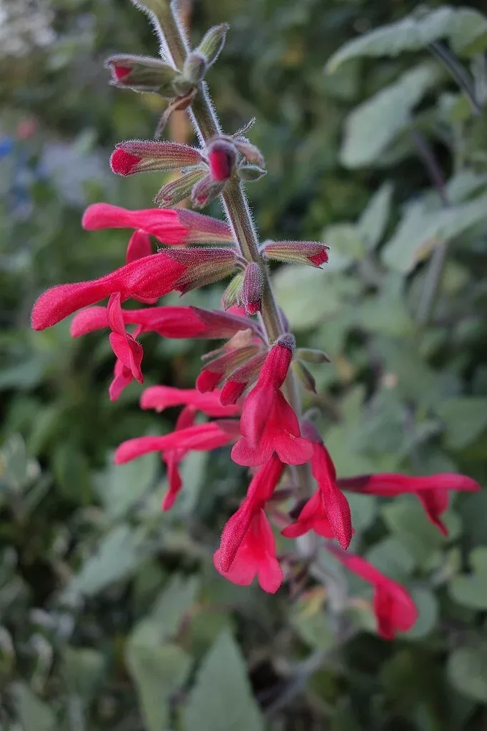Salvia darcyi | Mexican sage