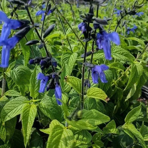 Salvia guaranitica ‘Black & Blue’ Blue Anise Sage – [EG]