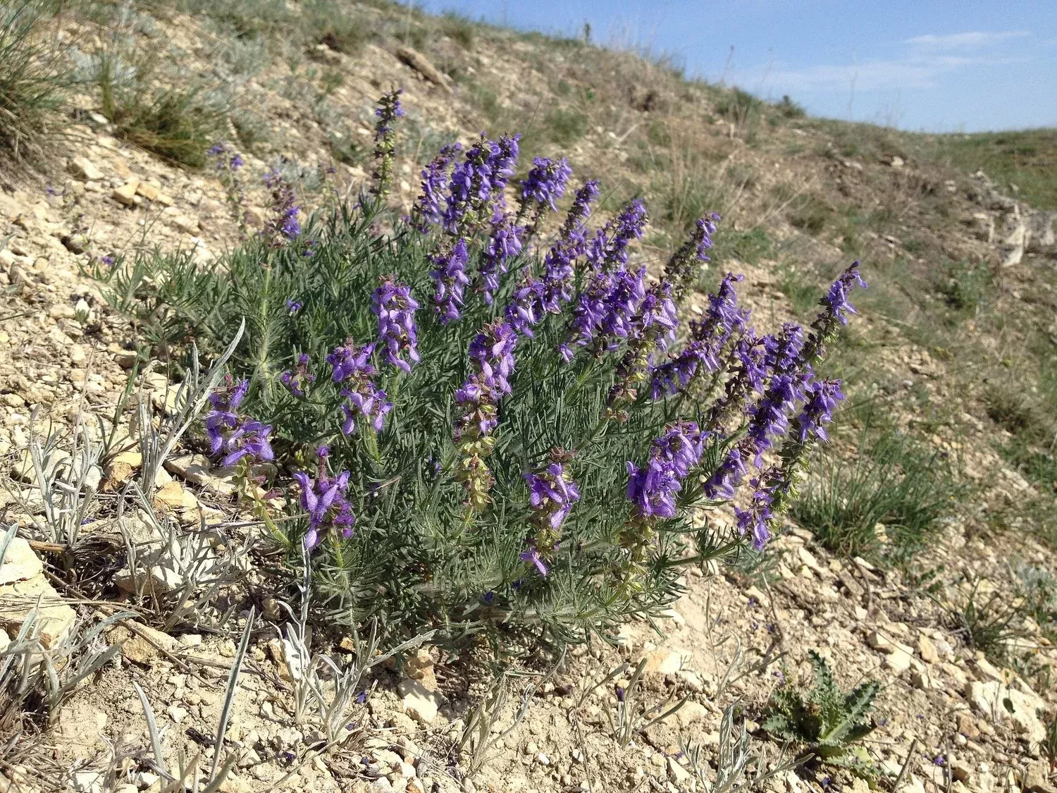 Salvia jurisicii | Yugoslavian cutleaf sage