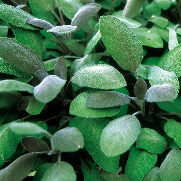 Salvia-Sage Purple - 4.33