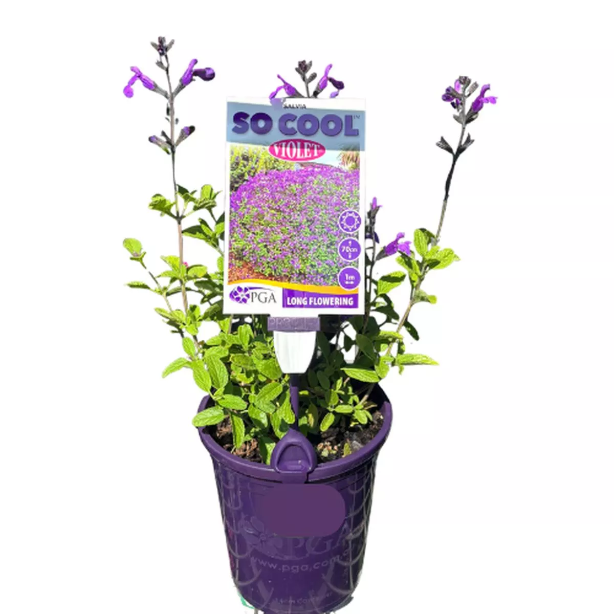 Salvia So Cool Violet 14cm