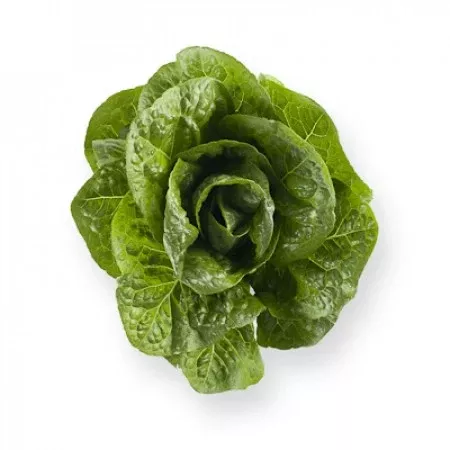 Salvius F1Romaine Lettuce, pelleted seed