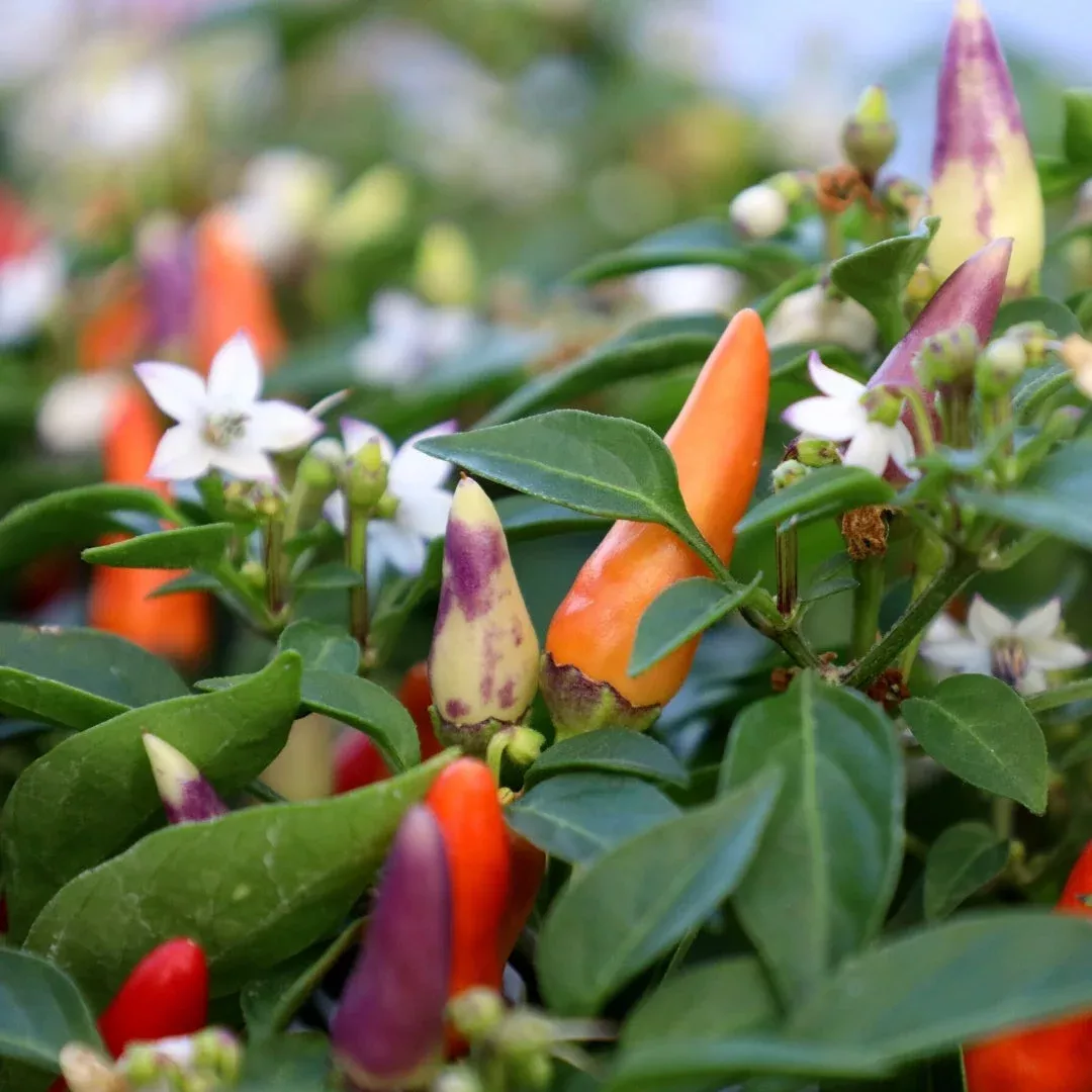 Sangria Ornamental Pepper
