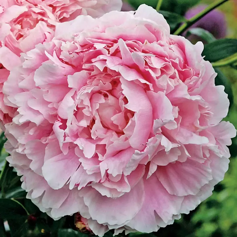 ‘Sarah Bernhardt’ Peony