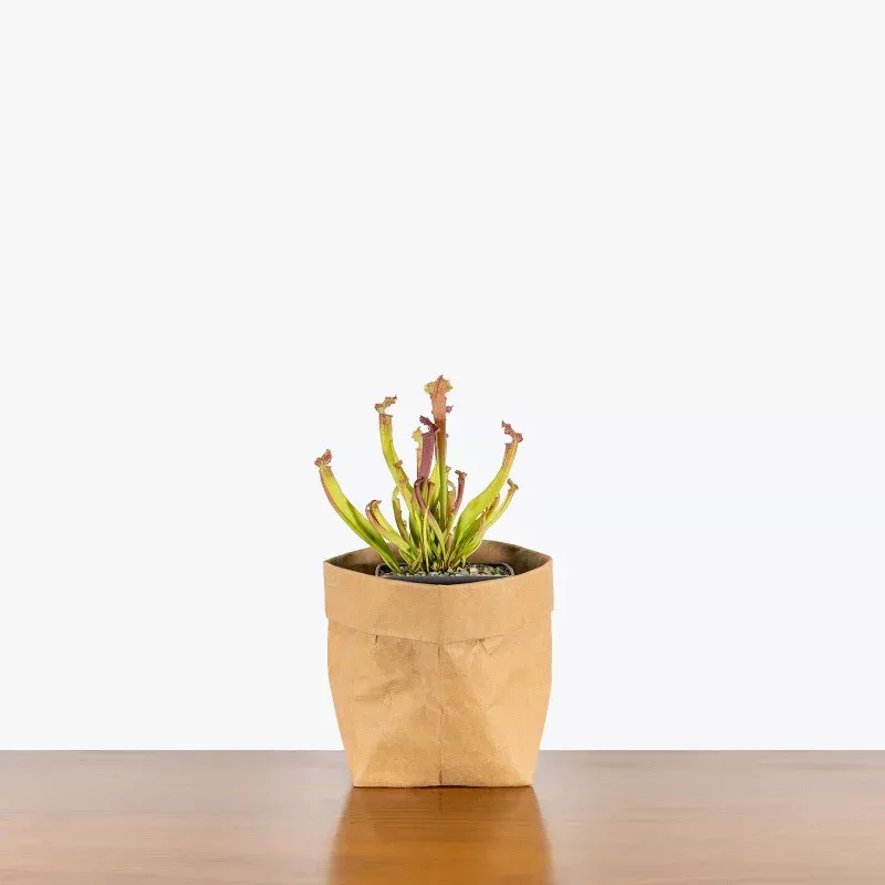 Sarracenia Farnhamii