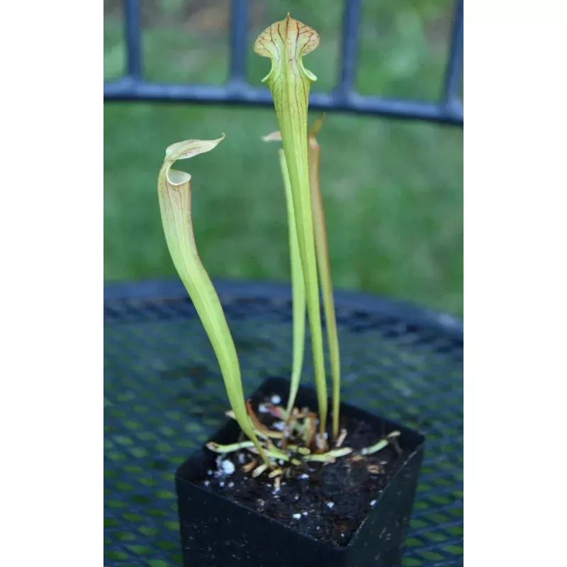 Sarracenia Seedling - Oreo x Alata x Adrian S Select - Carnivorous Pitcher Plant - Unique Hybrid