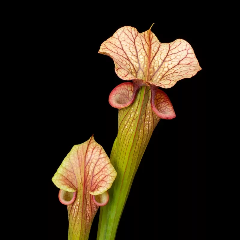 Sarracenia x 'Adrian Slack'