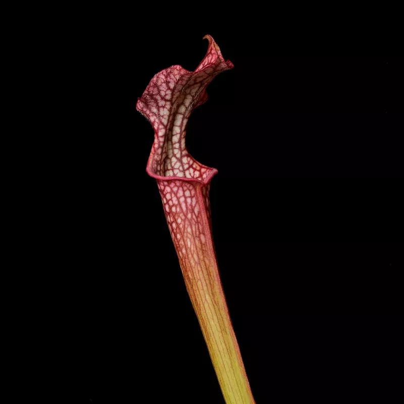 Sarracenia x 'Splatter Pattern'