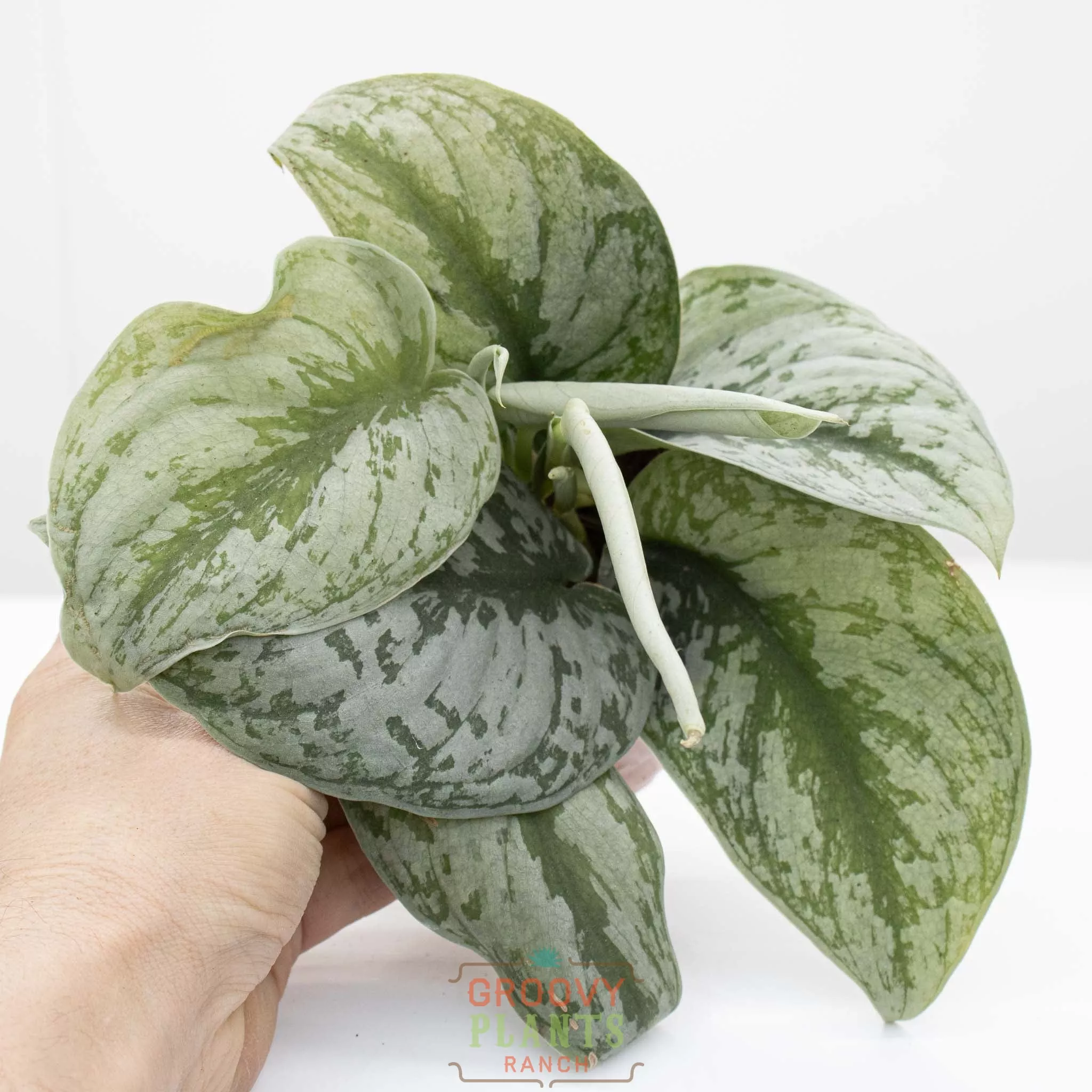 Satin Pothos | Scindapsus pictus 'exotica' 4" pot