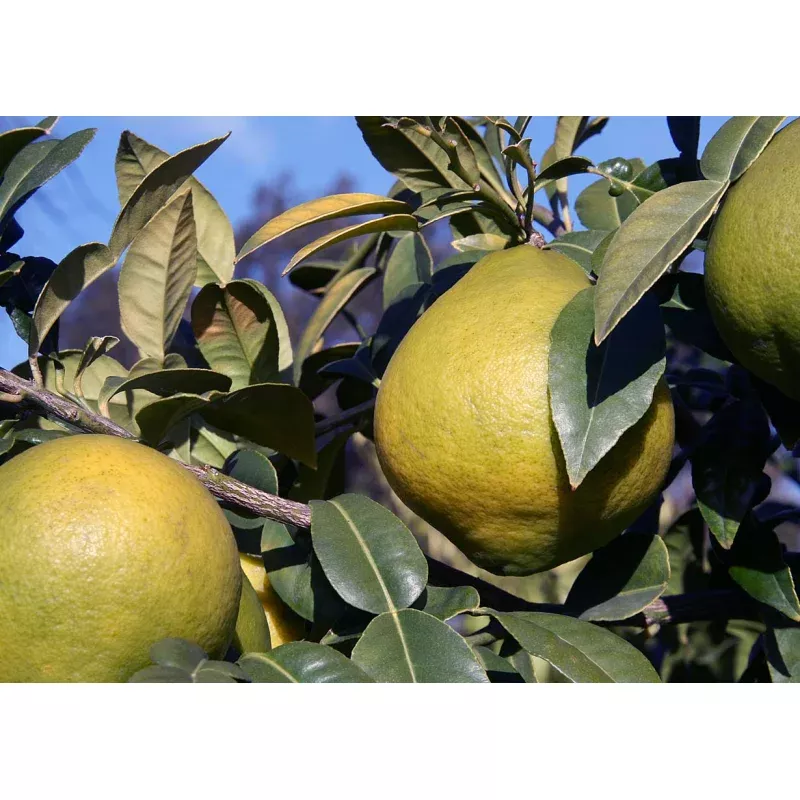 Satkara Orange