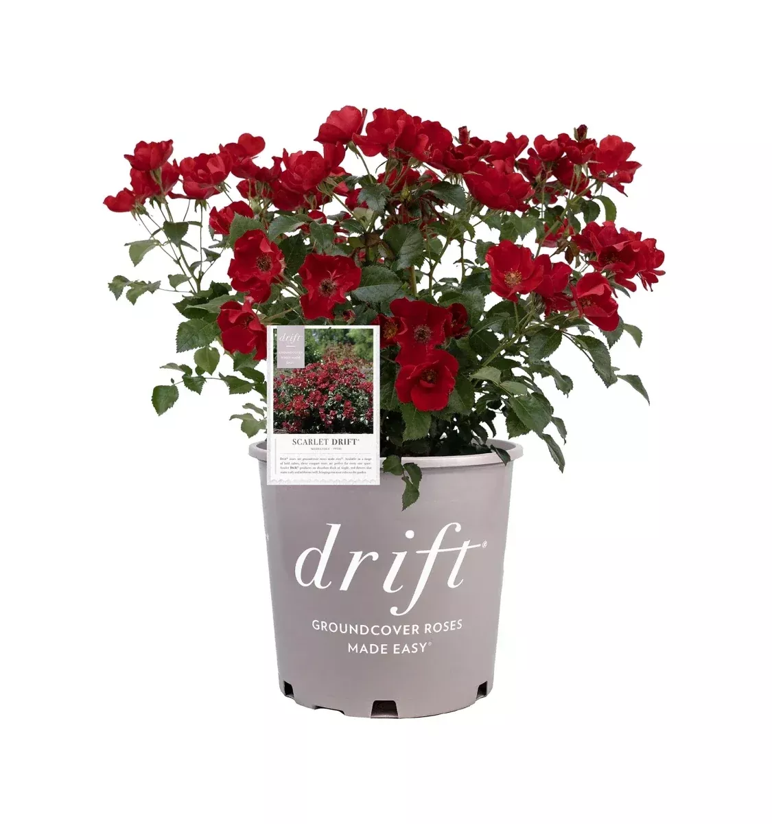 Scarlet Drift Groundcover Rose