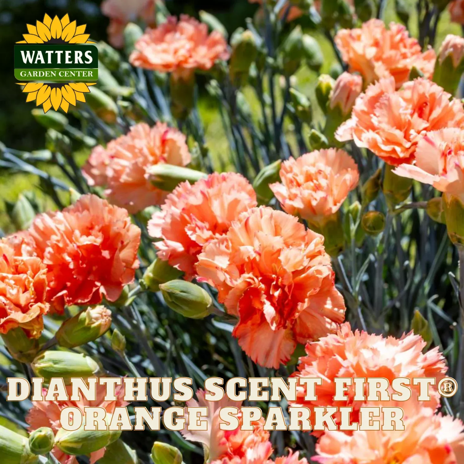 SCENT FIRST ORANGE SPARKLER DIANTHUS 1gal