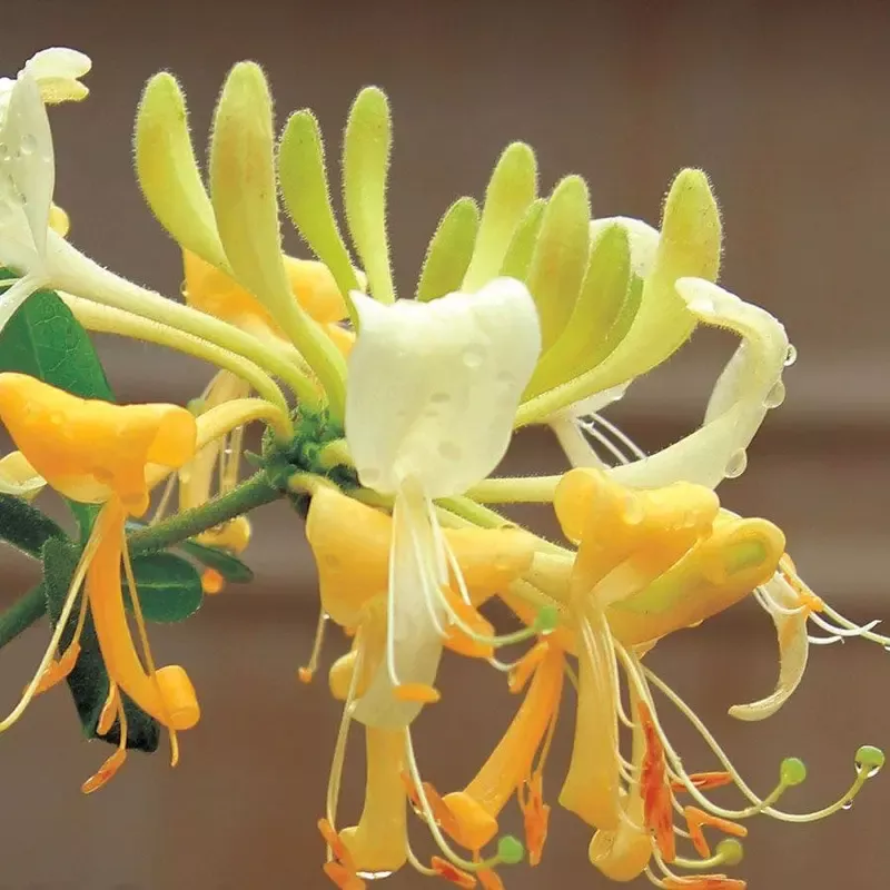 ‘Scentsation’ Honeysuckle