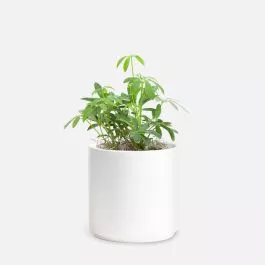 Schefflera Arboricola – Piccolo