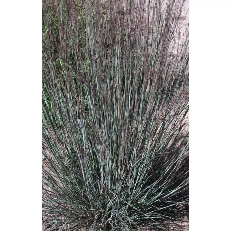 Schizachyrium scoparium MinnBlueA PP 17310