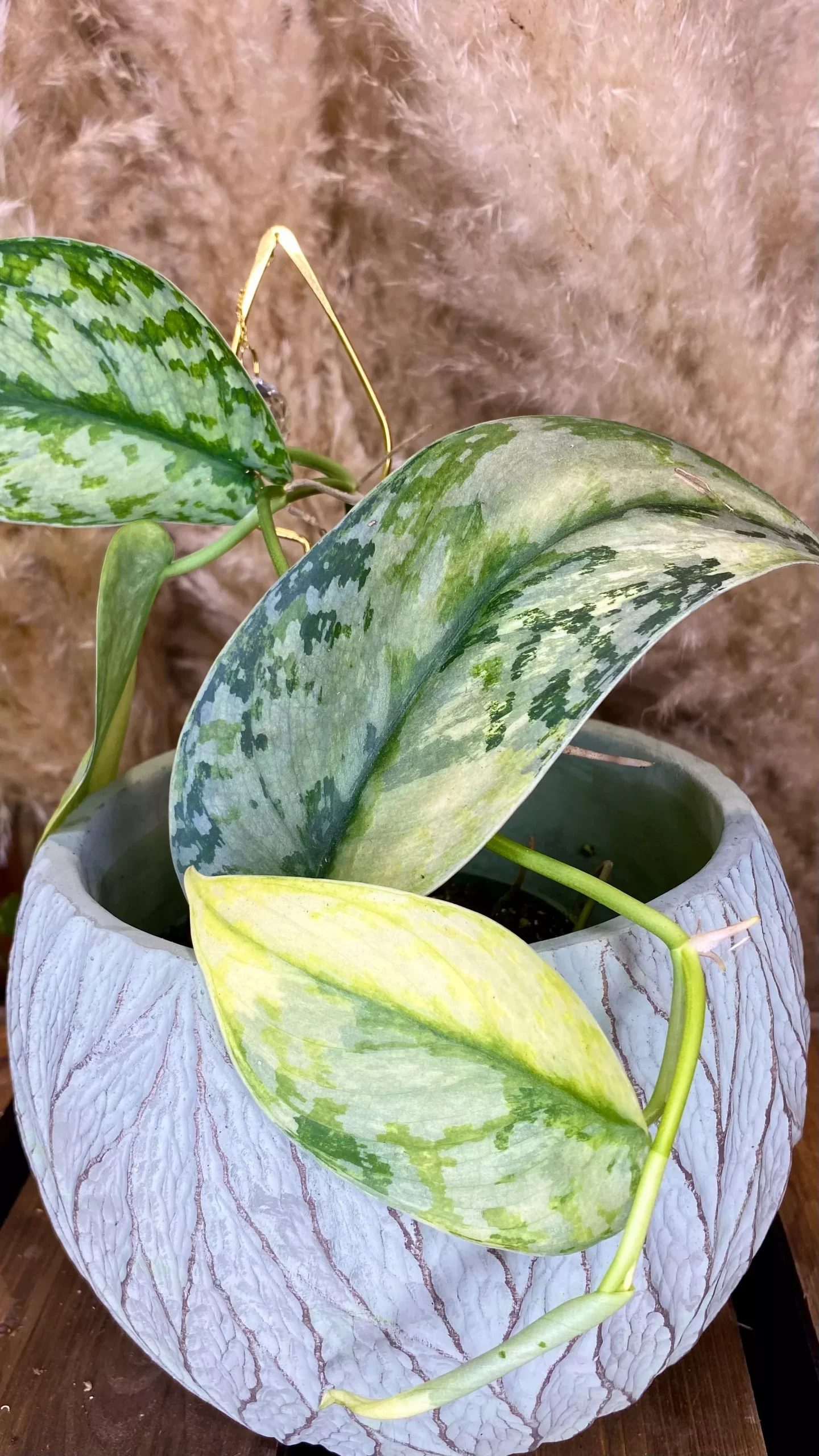 Scindapsus Lakambini Variegated (WS01)