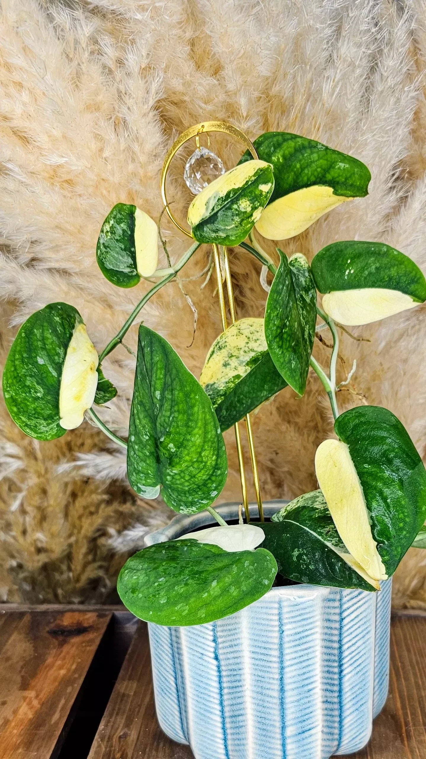 Scindapsus Mangurai 4″ W13