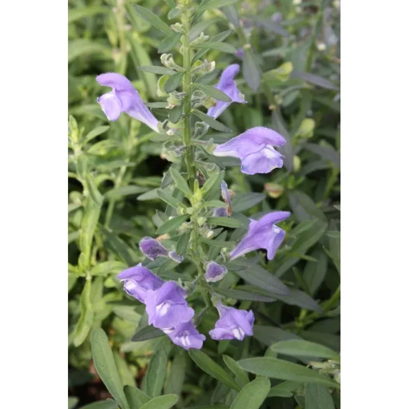 Scutellaria integrifolia A4SC003