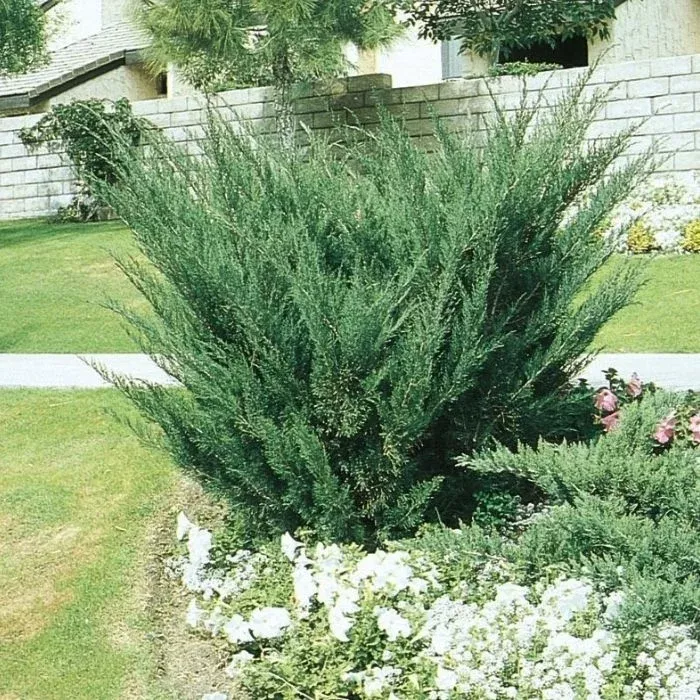 Sea Green Juniper