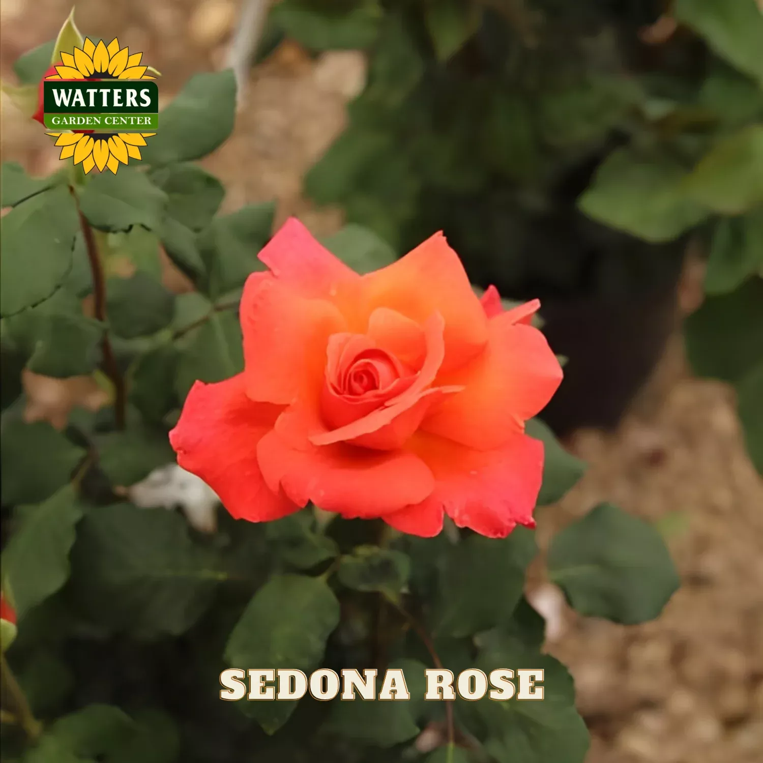 SEDONA ROSE 3gal