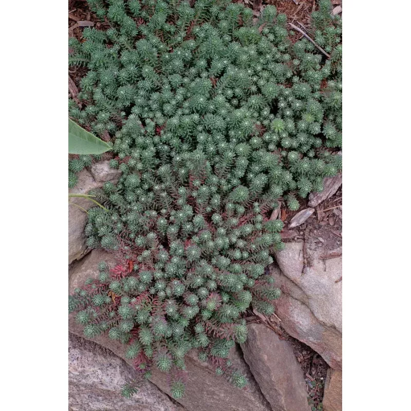 Sedum forsterianum Antique Grill