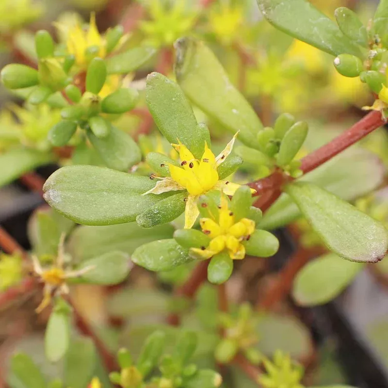 Sedum makinoi 'Salsa Verde'