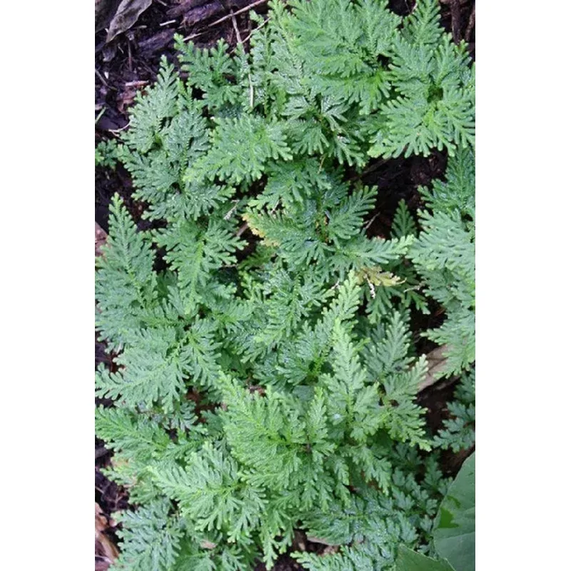 Selaginella pallescens