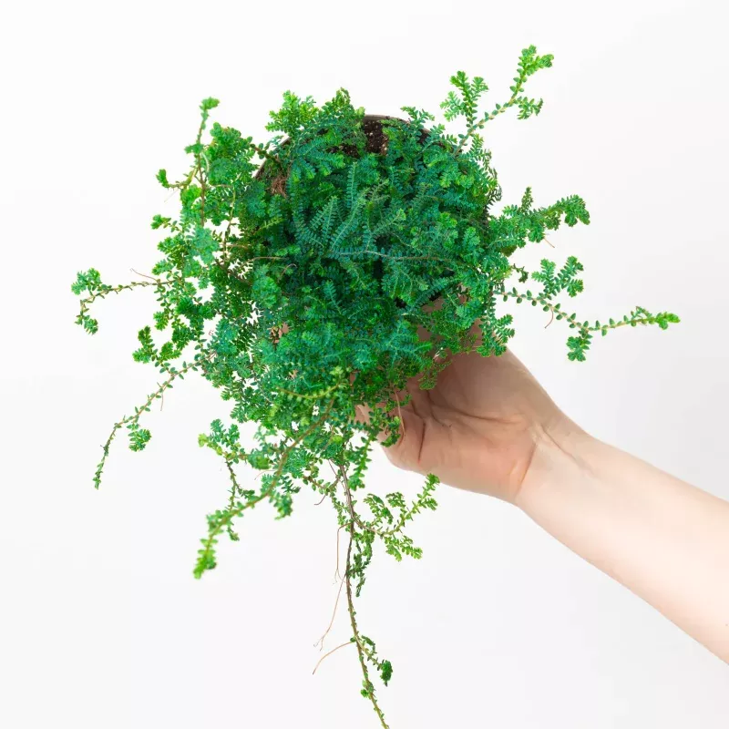 Selaginella uncinata