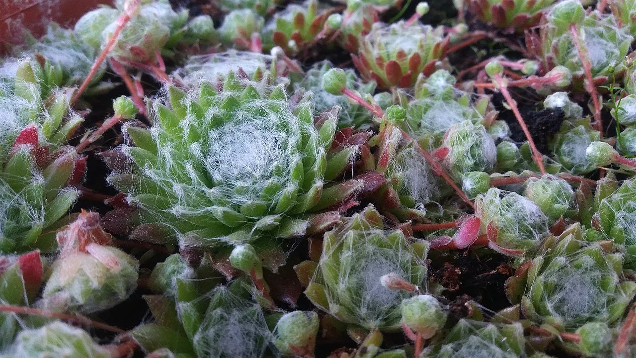 Sempervivum arachnoideum | cobweb house leek