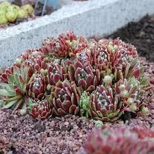 Sempervivum ‘Jade Rose’ Hens & Chicks