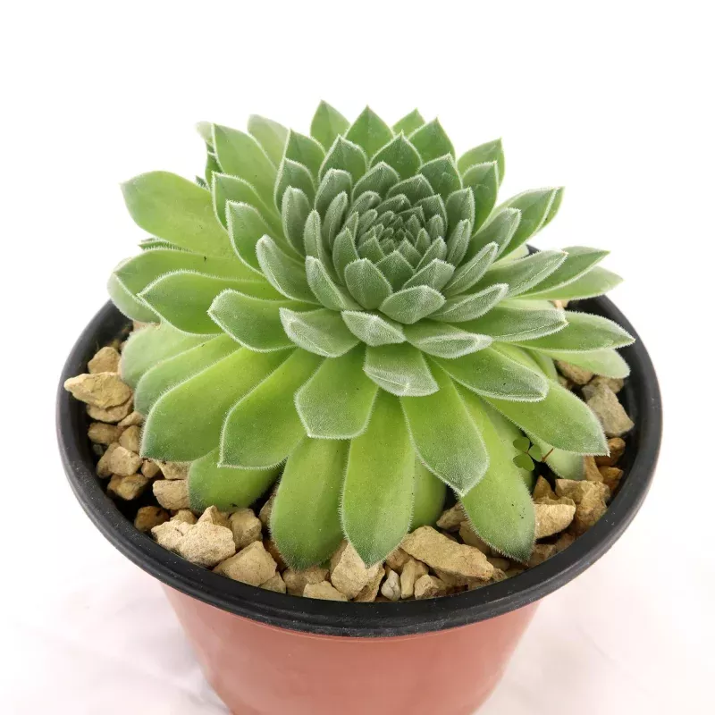 Sempervivum 'Pacific Rim'