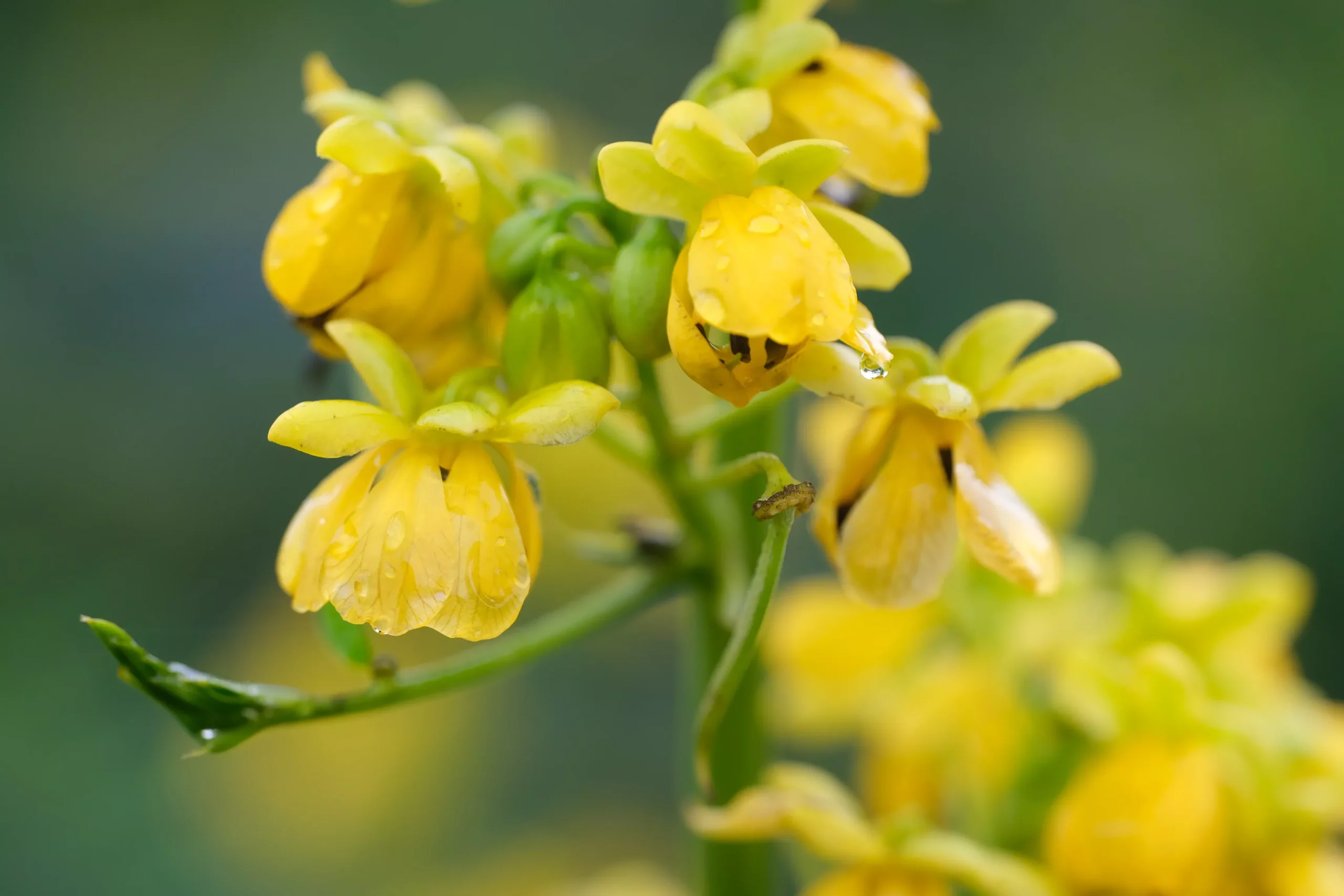 Senna marilandica | wild senna
