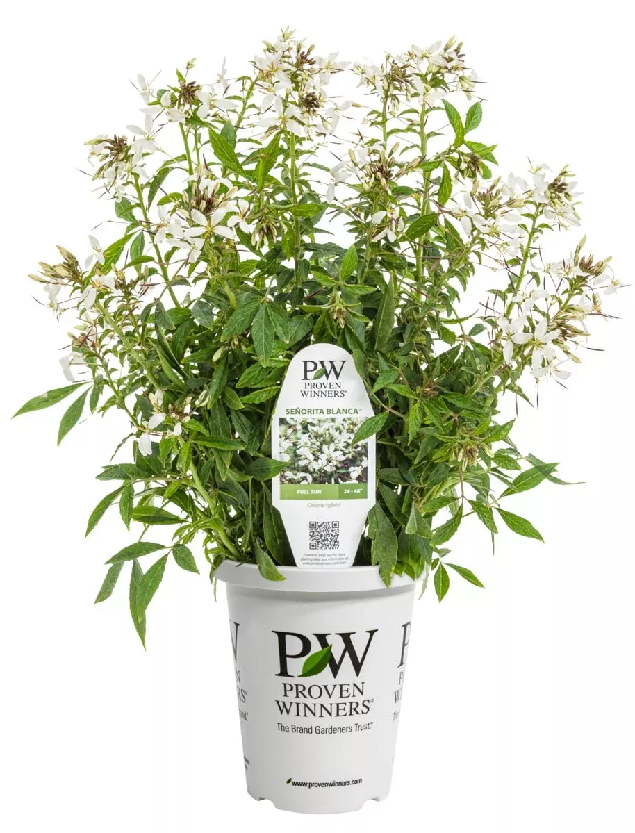 Senorita Blanca Cleome