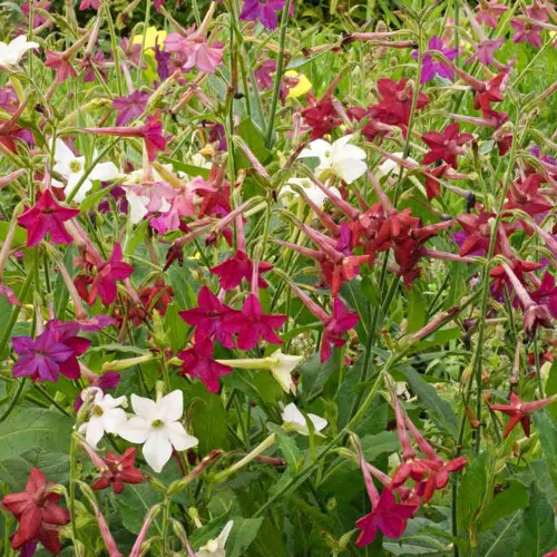 Sensation Mix Flowering Tobacco Seeds – (Nicotiana alata)