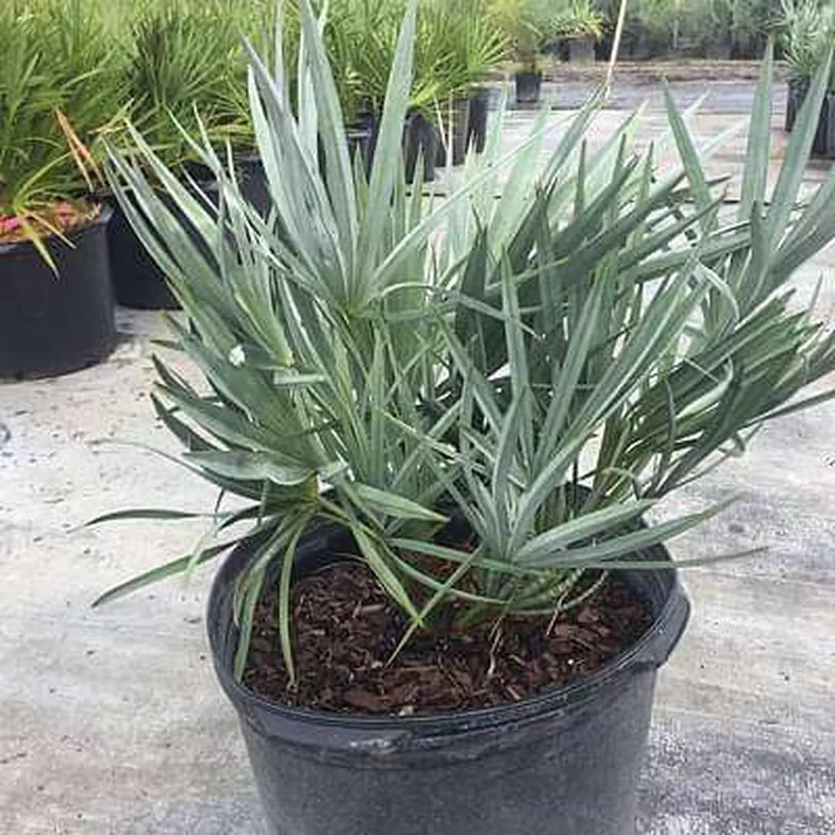 Serenoa repens silver – Plant – Default Title
