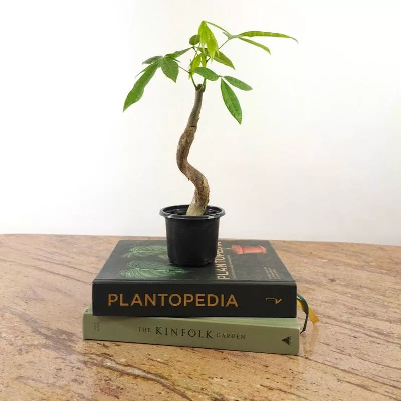Serpent Money Tree Bonsai: Pachira aquatica – 4 inch pot