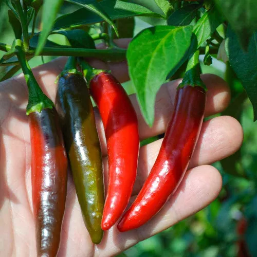 Serrano Tampiqueno Hot Pepper Seeds - (Capsicum annuum)