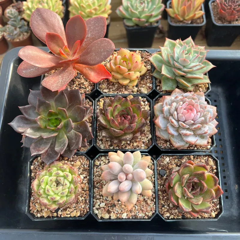 Set of Nine Echeveria 2-3 Succulent Plants (Set 2)