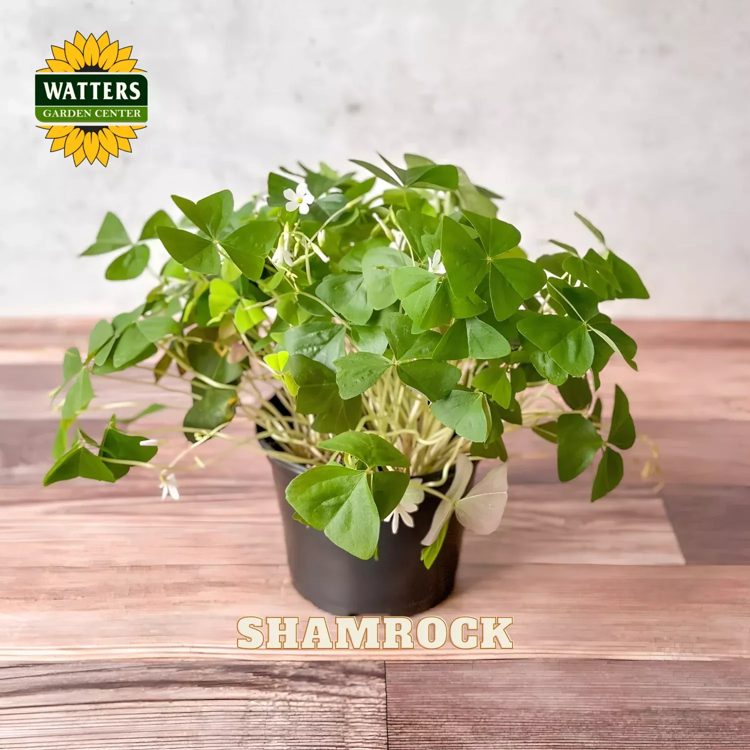 SHAMROCK 4in